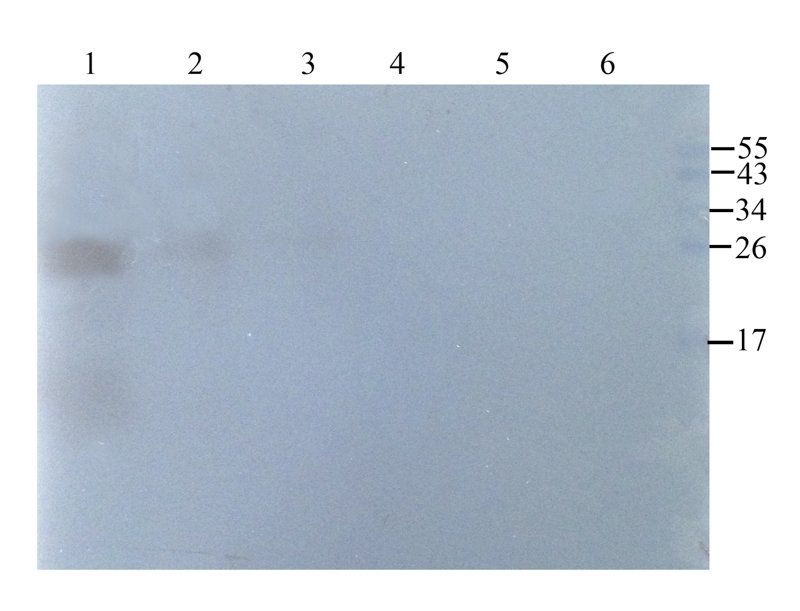 Emp1 antibody