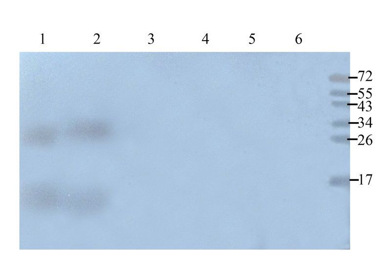 Emp1 antibody