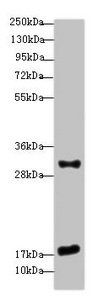 EMP3 antibody