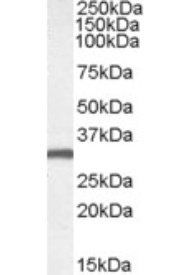 Goat anti-Engrailed-2 Antibody