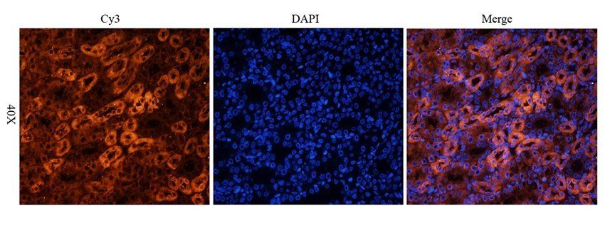 ENaC Alpha antibody