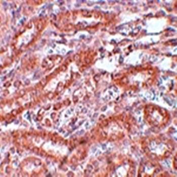 ENC-1 Gallus Polyclonal Antibody