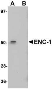 ENC-1 Gallus Polyclonal Antibody