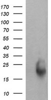 ENDOG Antibody