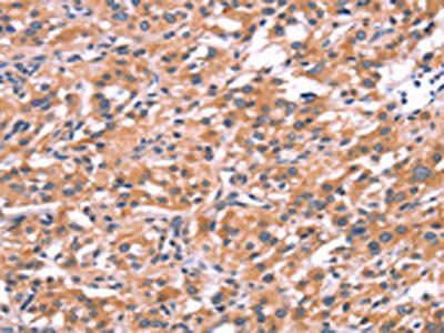 ENDOG antibody