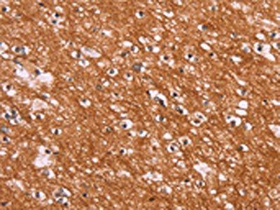 ENDOG Antibody