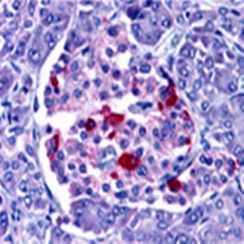 EndoG Rabbit Polyclonal Antibody