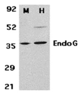 EndoG Rabbit Polyclonal Antibody