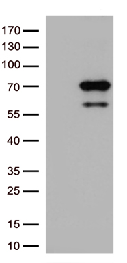 PODXL2 Antibody