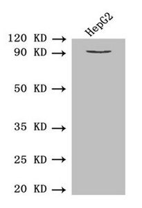 HSP90B1 Antibody