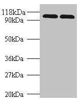 HSP90B1 Antibody