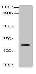 Endothelial protein C R antibody