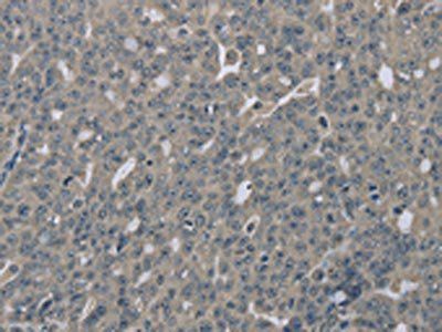 EDN1 Antibody