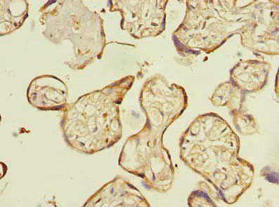 ENKD1 Antibody
