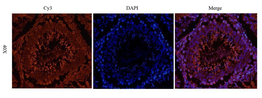 Enkephalin antibody