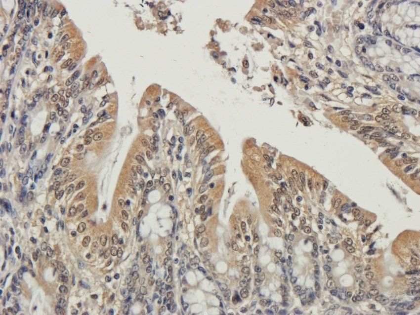 Enkephalin antibody