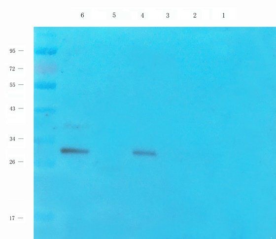 Enkephalin antibody