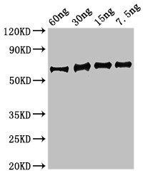 eno Antibody