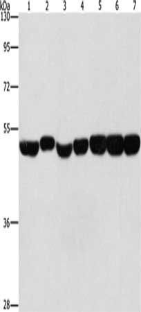 ENO1 antibody