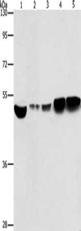 ENO1 Antibody
