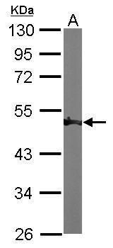 ENO1 antibody