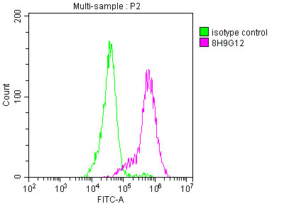 ENO1 antibody