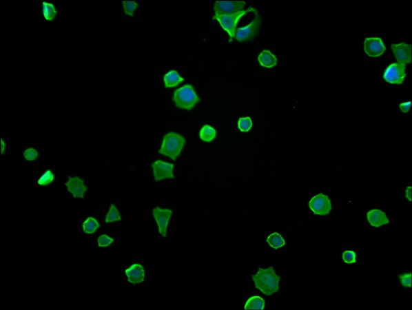 ENO1 antibody