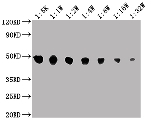 ENO1 antibody