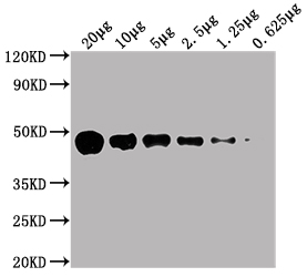 ENO1 antibody