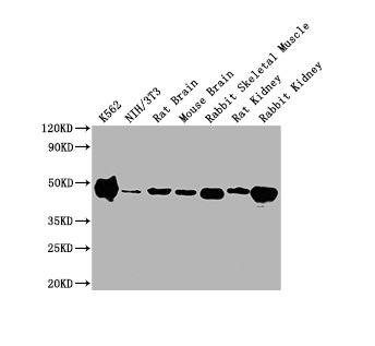 ENO1 antibody