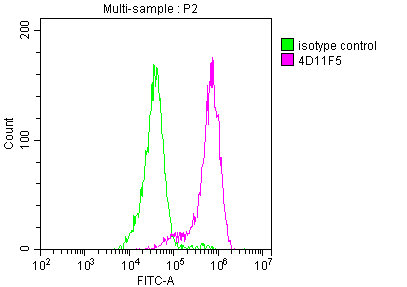 ENO1 antibody