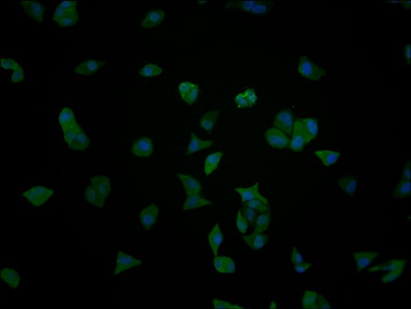 ENO1 antibody