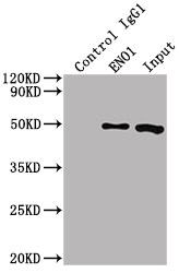 ENO1 antibody