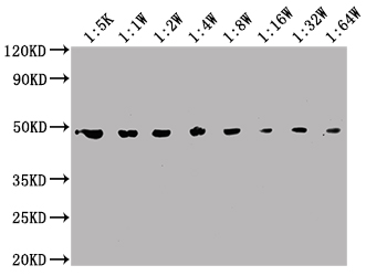 ENO1 antibody