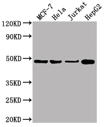 ENO1 antibody