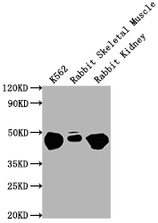 ENO1 antibody