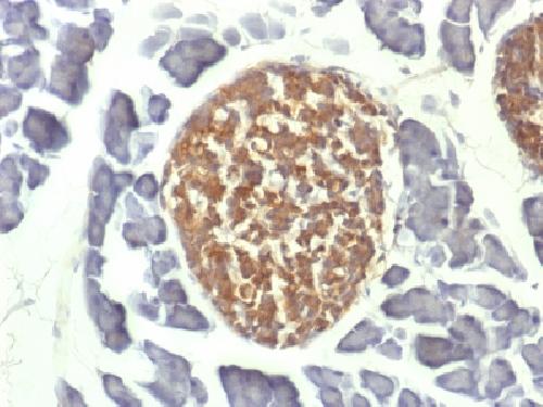 NSE gamma (Neuron Specific Enolase, gamma) (Neuroendocrine Marker) Antibody