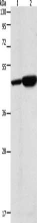 ENO2 Antibody