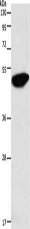 ENO2 Antibody