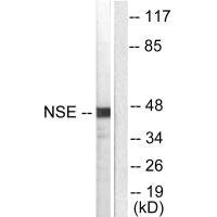 ENO2 antibody