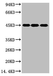 ENO2 Monoclonal Antibody