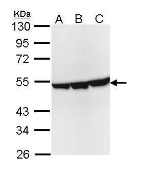 enolase 3 Antibody