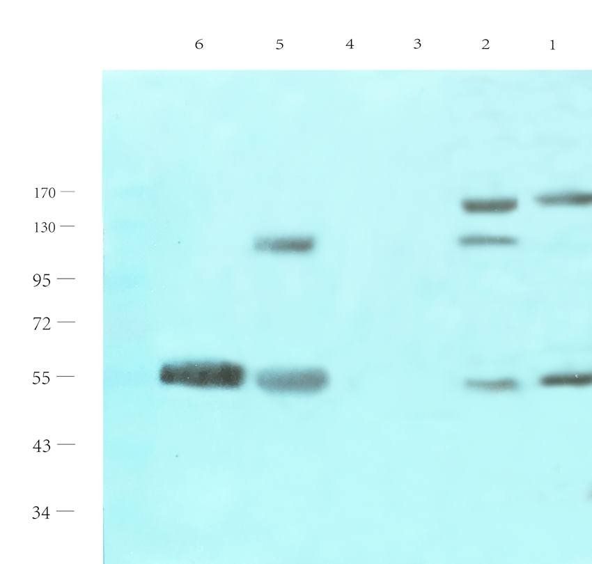 eNOS antibody