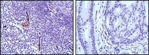 eNOS Antibody
