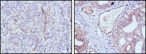 eNOS Antibody