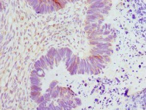 ENOX2 Antibody