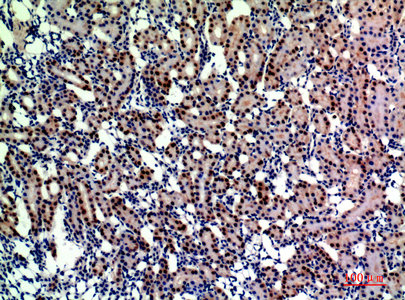 ENPEP Antibody