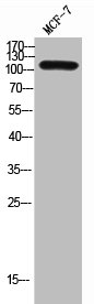 ENPEP Antibody