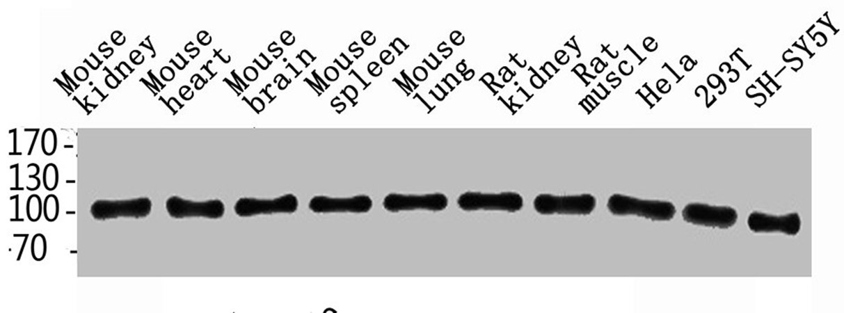 ENPP3 antibody