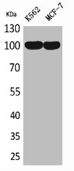 ENPP3 Antibody